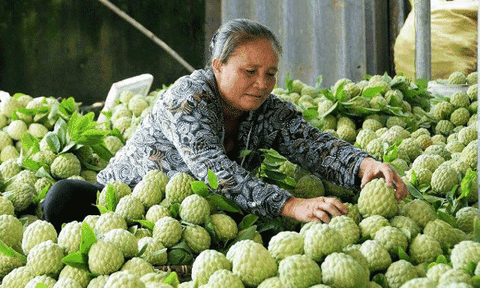 Đặc sản na dai Huyền Sơn, Lục Nam - Bắc Giang