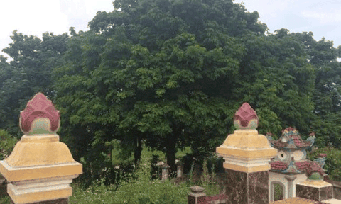 Hà Tĩnh: 8 cây lim di sản trên đất Trường Lưu 