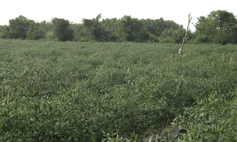 Quảng Ngãi: Dân lao đao vì bí đỏ, bí đao rớt giá