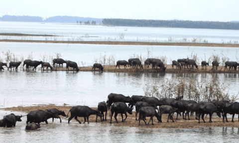 Mùa len trâu ở đầu nguồn sông Sài Gòn