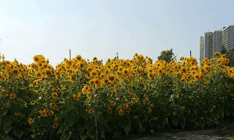 Lão nông với vườn hoa hướng dương ở Đà Nẵng