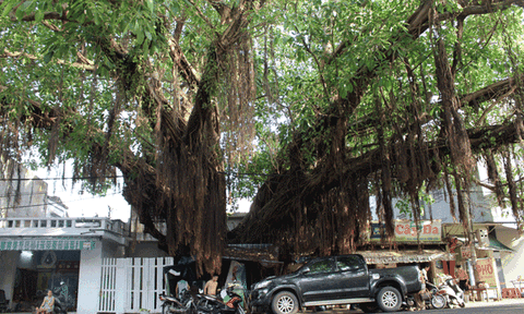 Người cắt tóc dưới gốc đa trăm tuổi ở Đà Nẵng