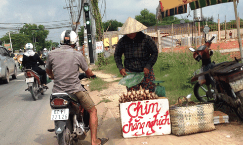 “Chim giả” đánh lừa dân nhậu