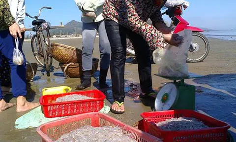 Ngư dân Thạch Kim bắt được hàng tấn cá cơm sau bão