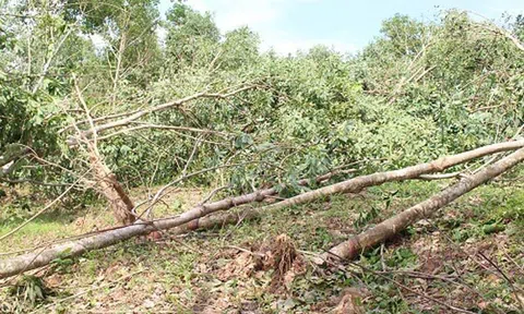 Bão số 10 tàn phá hàng chục hecta rừng