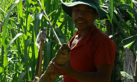 Cây sâm cau cao “kỷ lục” 5m ở vùng núi Sơn Tây