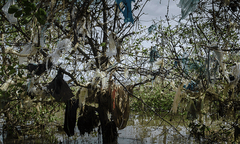 Ám ảnh rừng Rác