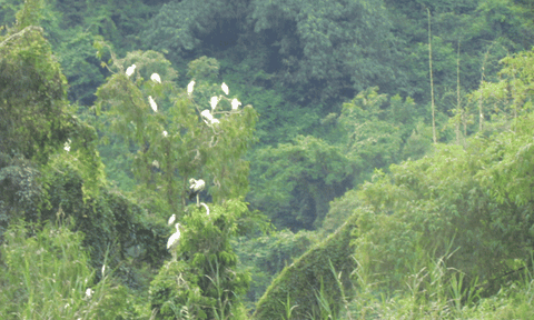 Nơi hạc trắng bay về hiện thực và huyền thoại