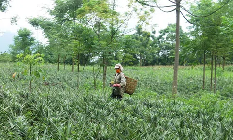 Tín hiệu mừng sau vụ dứa đầu tiên ở Phong Quang