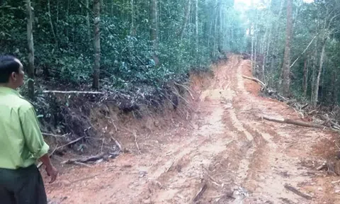 Đắk Nông: Nhà sư lại ngang nhiên phá rừng