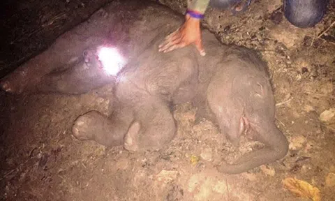 Voi mẹ vừa sinh con sau 30 năm đã bị chết vì ngạt