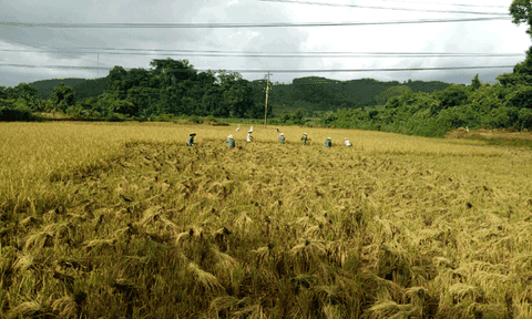 Thanh Phong: Kinh tế - xã hội tiếp tục phát triển ổn định