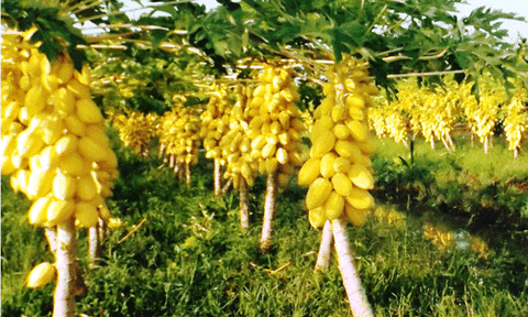 Lạ mắt vườn đu đủ vàng trăm triệu ở miền Tây