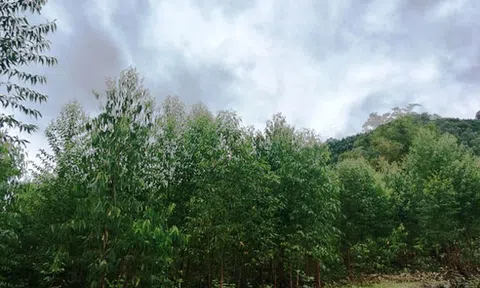 Vĩnh Phúc cần tranh thủ các ý kiến đóng góp để quy hoạch xây dựng nghĩa trang