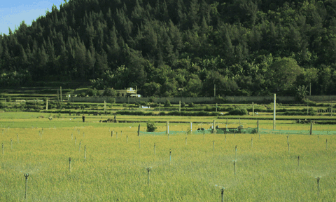 Lý Sơn: Đảo “Jeju của Việt Nam”