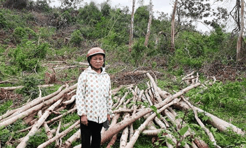 Hiệu trưởng Trường THPT Kỳ Anh bị tố “bán nhầm” cây của dân