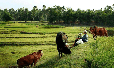 Được mùa Nông Cống