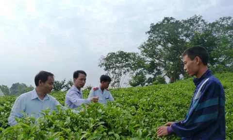 Tuyên Quang: Các biện pháp để không có "chè bẩn”