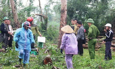 Vụ Hiệu trưởng “bán nhầm” cây của dân ở Kỳ Anh: Cơ quan chức năng vào cuộc 