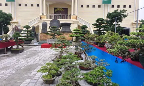 CLB Cây cảnh nghệ thuật Hoàng Long: Kết nối niềm đam mê