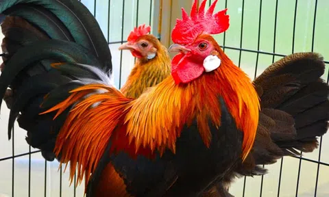 Biểu tượng con gà trống trong tang ca người Dao Tuyển