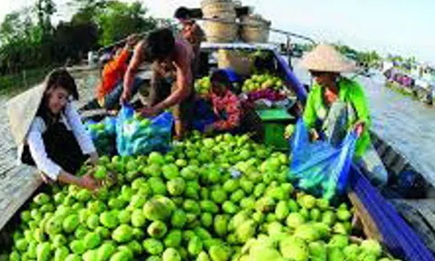 Hậu Giang - Đất lành chim đậu