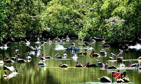 "Năm Căn đi dễ khó về, trai đi có vợ, gái về có con"