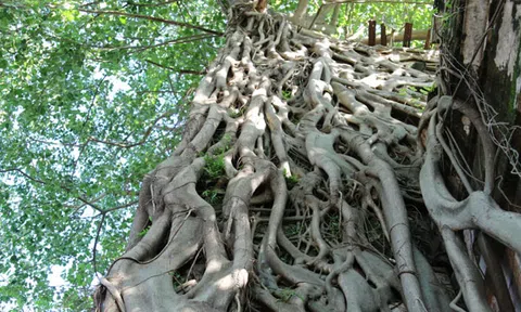 Khu biệt phủ bỏ hoang giữa lòng TP Huế