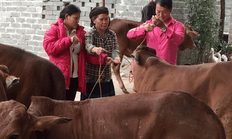 Hội chữ thập đỏ Bắc Kạn nỗ lực giúp nông dân thoát nghèo