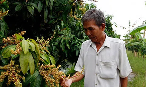Hậu Giang: Tất bật chuẩn bị trái cây tết