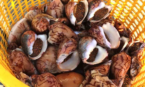 Săn ốc hoàng đế ở Phú Quốc