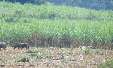Lương Nội phấn đấu hoàn thành các chỉ tiêu kinh tế - xã hội năm 2017