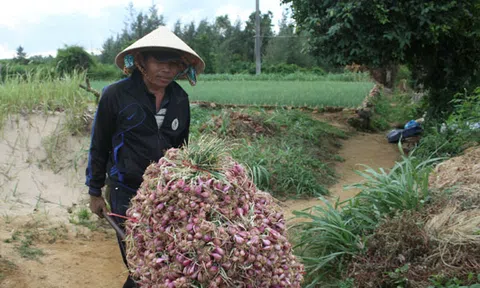 Quảng Ngãi: Xác lập quy hoạch nhãn hiệu “Nén Bình Phú” và “Hành tím Bình Hải”