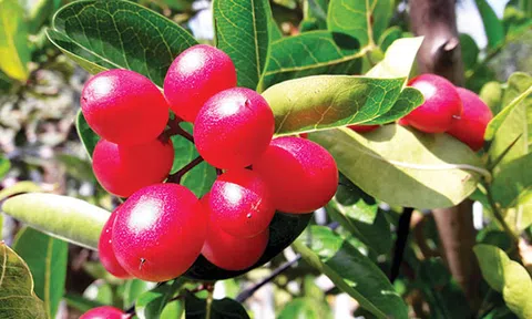 Du lịch sinh thái ở Mỹ Hòa Hưng