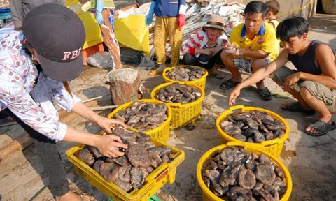 Săn lùng "thần dược" tăng bản lĩnh đàn ông ở Phú Quốc