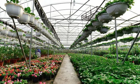 Hưng Yên: Lễ hội Làng hoa Xuân Quan lớn nhất miền Bắc