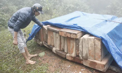 Nghệ An: Khởi tố, bắt tạm giam 2 trạm trưởng bảo vệ rừng