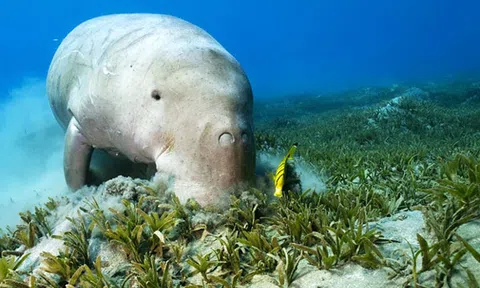 Đi tìm sự thật về "nàng tiên cá" ở vùng biển Phú Quốc