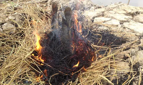 Về miền Tây, ngửi lại mùi rơm đốt đồng