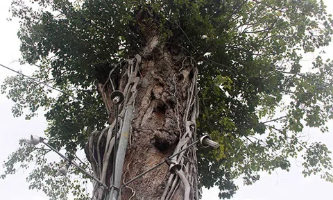 Chuyện “cụ” dầu 300 tuổi ở Ba Chúc