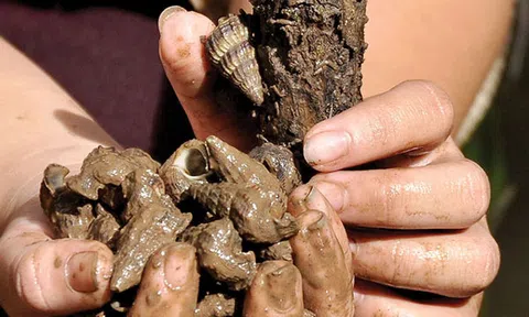 Ốc len bám từng chùm trên cây, ngày kiếm vài trăm ngàn