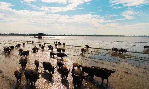 Xuyên mùa nước nổi miền Tây