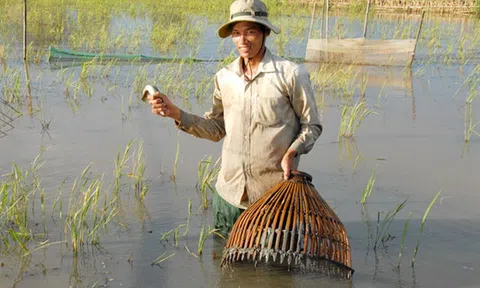 Độc đáo nghề đẩy côn bắt cá lóc ở miền Tây