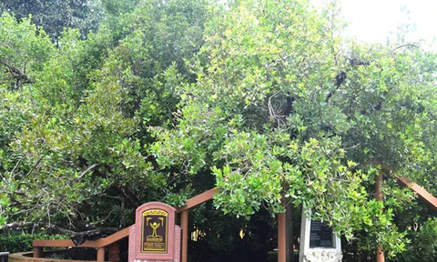 Cây bạch mai cổ thụ 300 năm tuổi miền Tây Nam bộ