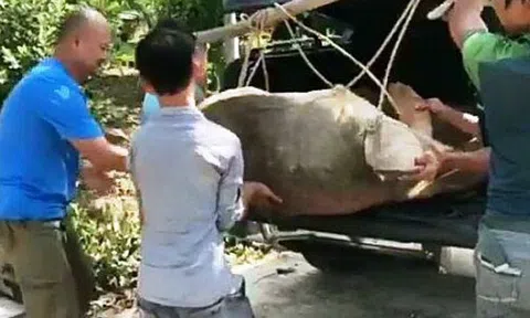 Trả rùa biển trở lại vùng biển Phú Quốc