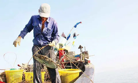 Theo tàu ra biển bắt ốc cà na