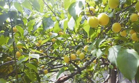 Cây thị nghìn tuổi có 2 loại quả trên cùng một cành