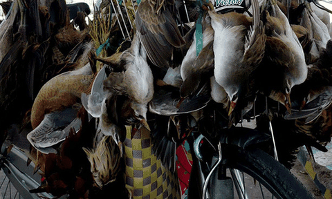 Về miền Tây săn cúm núm