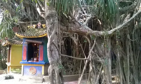 Kỳ bí ngôi đền có cây xanh cổ thụ “khủng” nhất xứ Tuyên