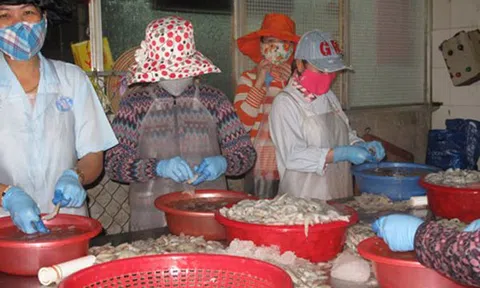 Một đêm ở "đệ nhất" cảng cá Cà Mau